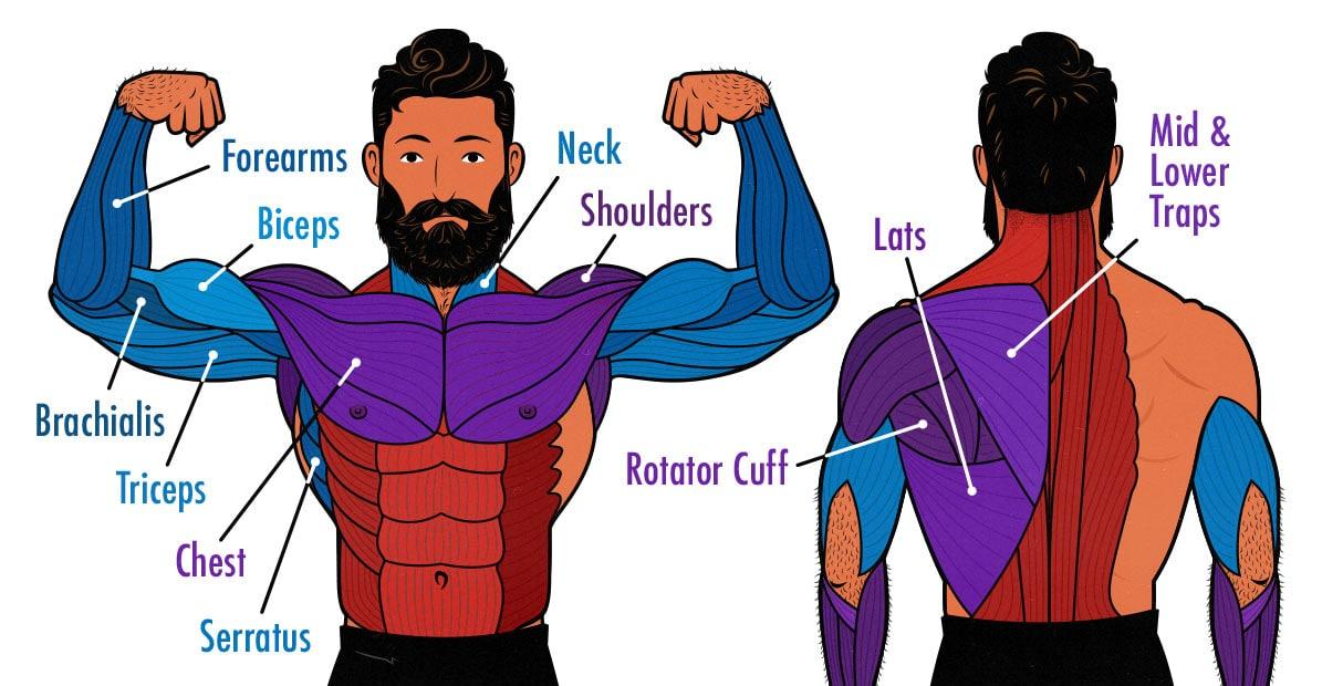 Upper Body Workout for Beginners: Complete Guide to Building Strength at Home or Gym upper body workout